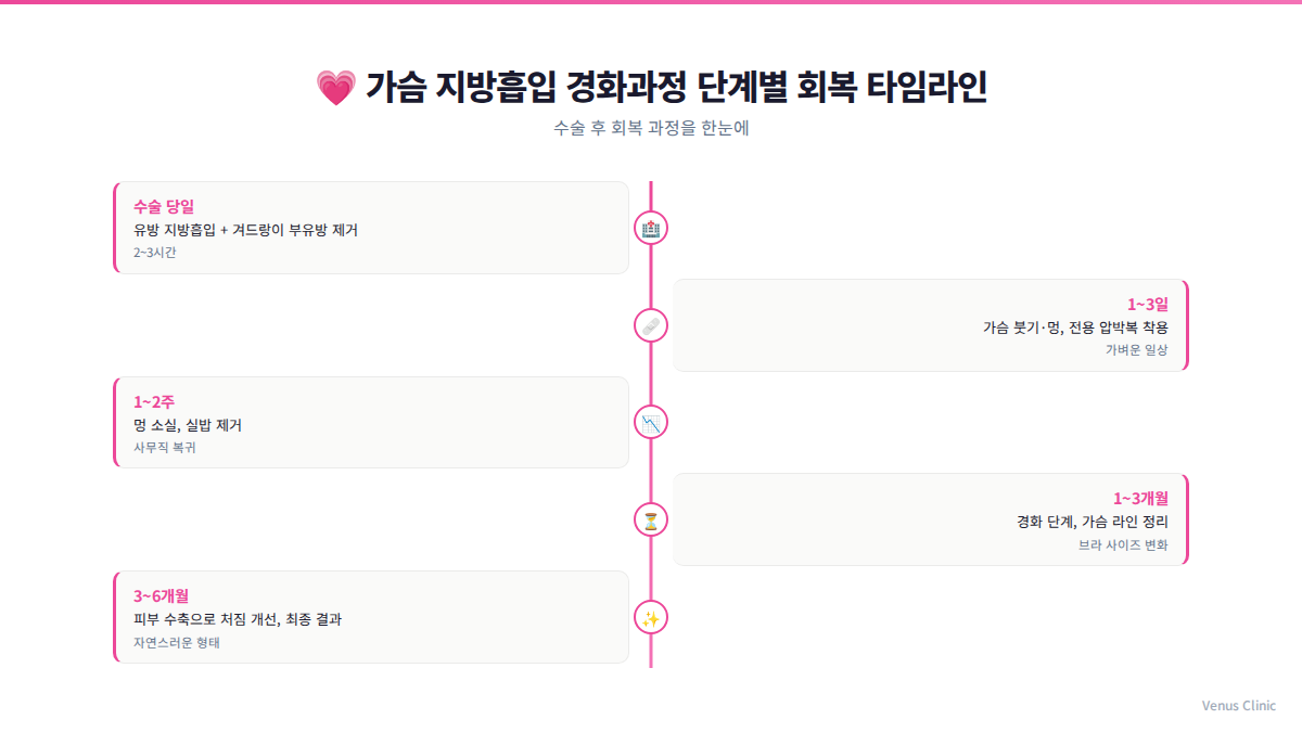 가슴 지방흡입 경화과정 단계별 회복 타임라인 인포그래픽 — 비너스의원